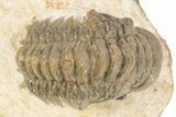 Detailed Crotalocephalina Trilobite - Atchana, Morocco #273870-3